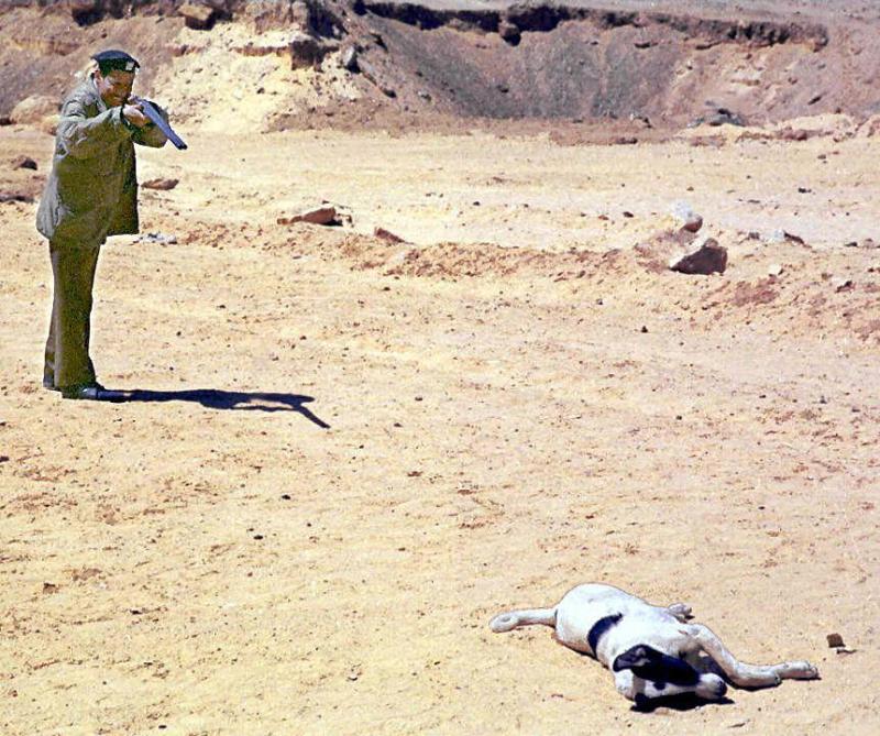 Afp - Maltrato animal