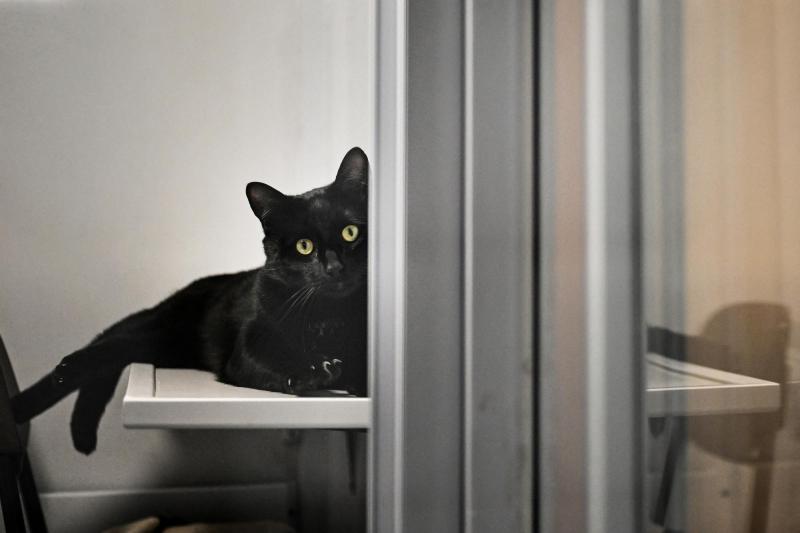 Afp - ALERTA para gatos por producto común: advierten riesgo de convulsiones y hasta coma