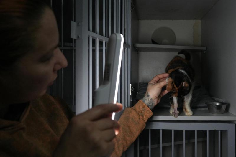 Afp - ALERTA para gatos por producto común: advierten riesgo de convulsiones y hasta coma