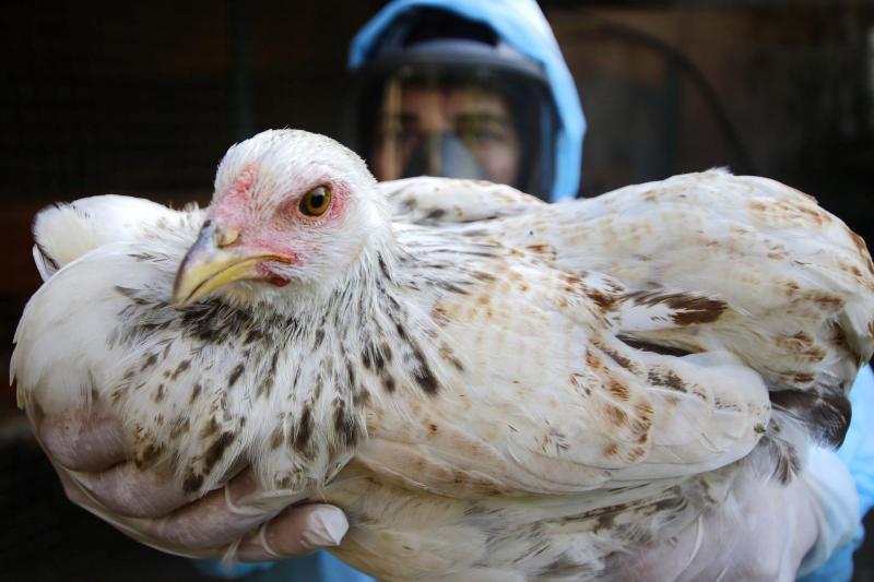 SAG logra la reapertura de mercados de productos avícolas - referencial Aton