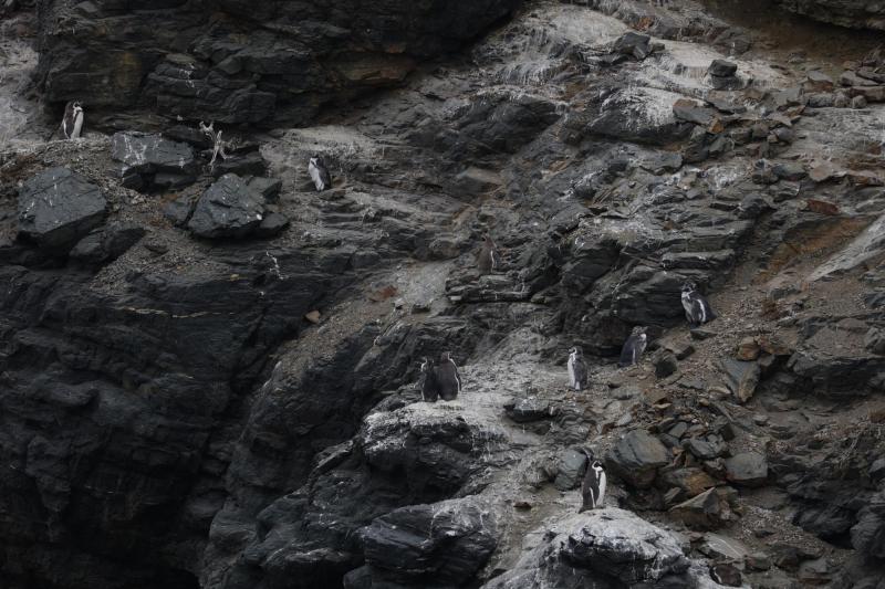 Aton - pingüino de Humboldt gobierno retira más de 40 decretos