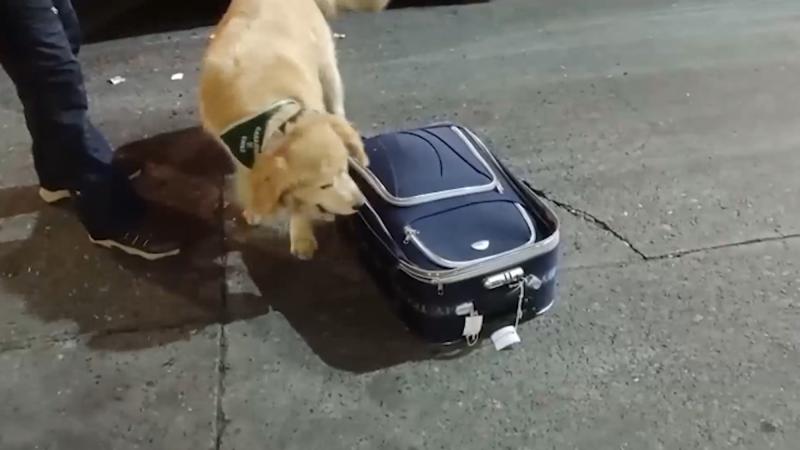 Cedida - "Gorky", perro antidrogas de Carabineros