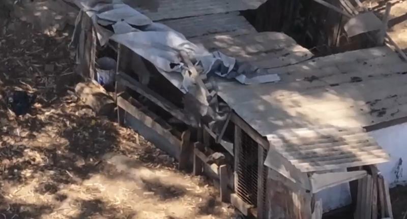 T13 - Grave caso de maltrato animal en Rapel