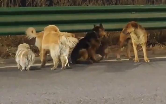 Redes sociales - Impactante escape: siete perros huyen de una fábrica de carne y recorren 16 kilómetros por su libertad