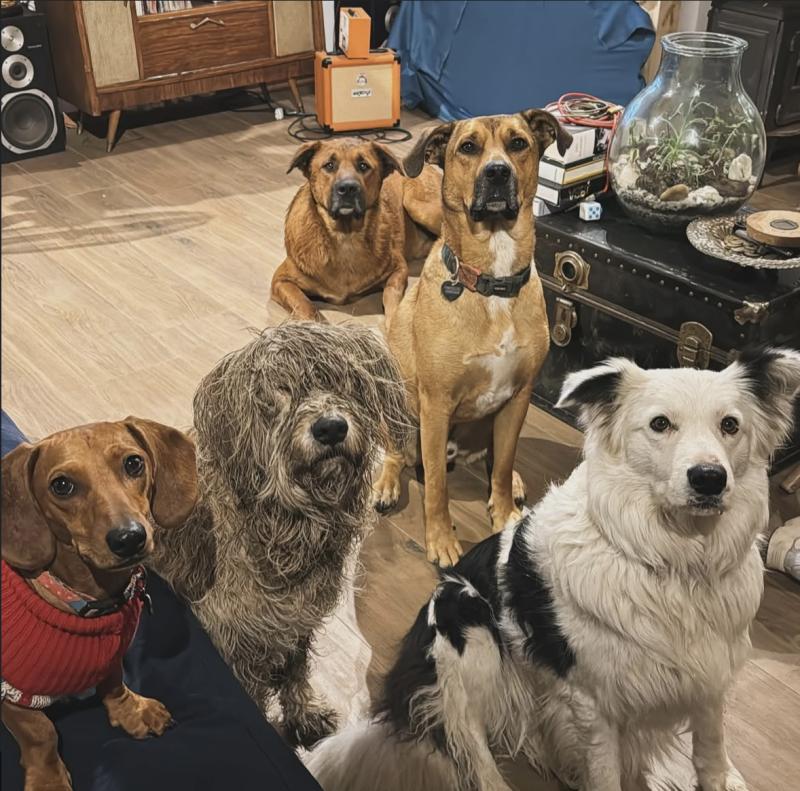 Redes Sociales - El emotivo relato de Denisse Rosenthal sobre su perro Farkas