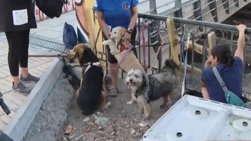 Tu Día - Operativo en el río Mapocho desata preocupación por perros que vivían en rucos