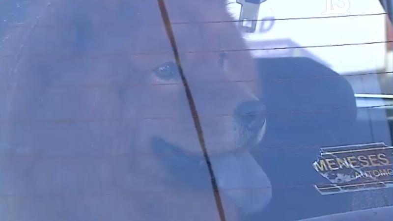 Tu Día - Conductor viajó con sus perros desde Viña a Santiago sin papeles y le tuvieron que retirar el auto