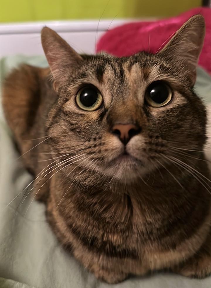 Cedida - ALERTA para gatos por producto común: advierten riesgo de convulsiones y hasta coma