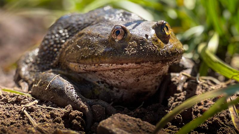 Parque Tricao - Rana gigante chilena