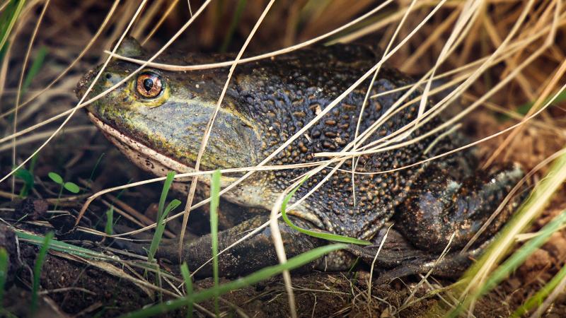 Parque Tricao - Rana gigante chilena