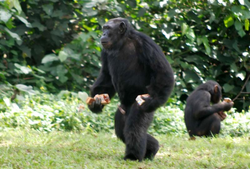 AFP - Chimpancés (referencial)