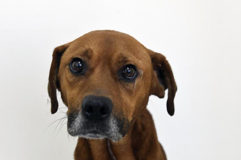 Cambio de hora: ¿Cómo les afecta a las mascotas? - Agencia Uno