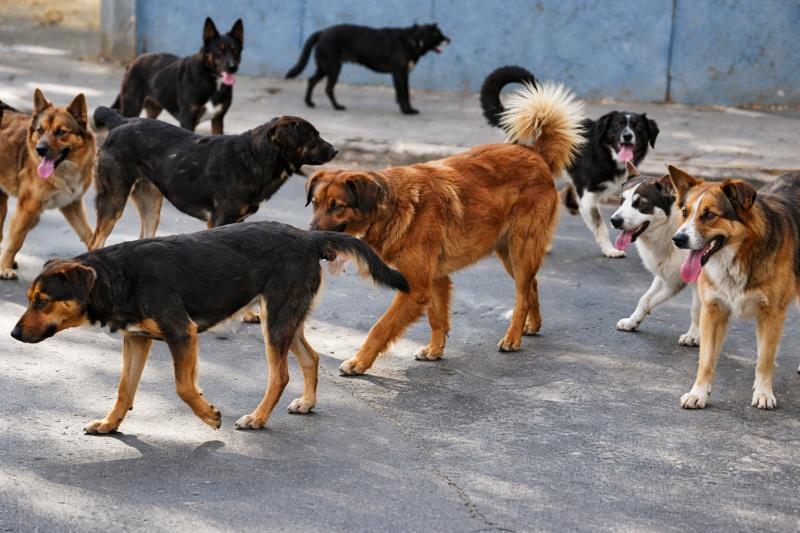 T13 - Niña muere tras ser atacada por perros al interior de un molino en Chillán: Fiscalía investiga los hechos | Contexto - ATON