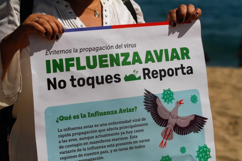 Aton (Referencial) - Confirman primer caso de gripe aviar en aves de traspatio en la región de Ñuble