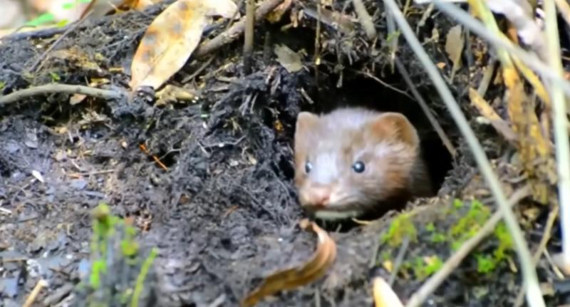 Plaga de visones podría llegar a la RM: ¿Cuáles son los riesgos? - Captura T13