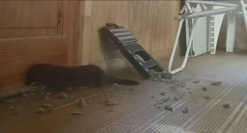 Las medidas para frenar el avance del visón americano en Chile: Podría llegar a la Región Metropolitana - Captura T13