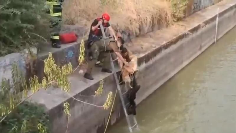 Impactante rescate en La Reina: carabinero se lanzó al canal para rescatar a un perrito