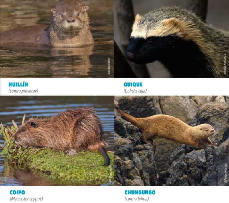 Visón americano: cómo reconocerlo y evitar confundirlo con especies nativas - Fotografías de Richard Wolf, Pablo Necochea y Antonio García publicadas en SAG