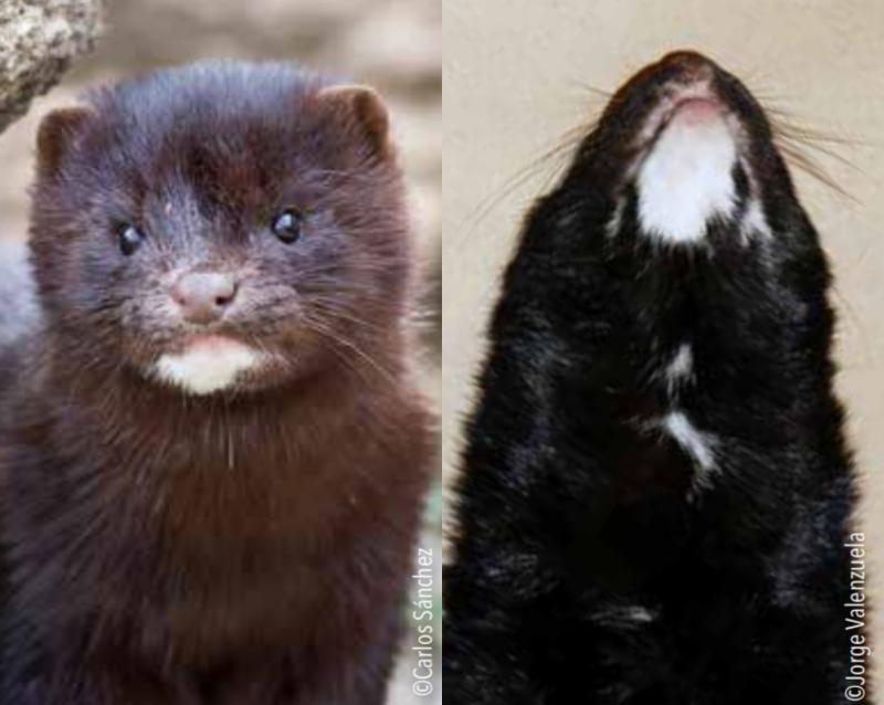 Visón americano: cómo reconocerlo y evitar confundirlo con especies nativas - Fotografías de Carlos Sánchez y Jorge Valenzuela publicadas en SAG