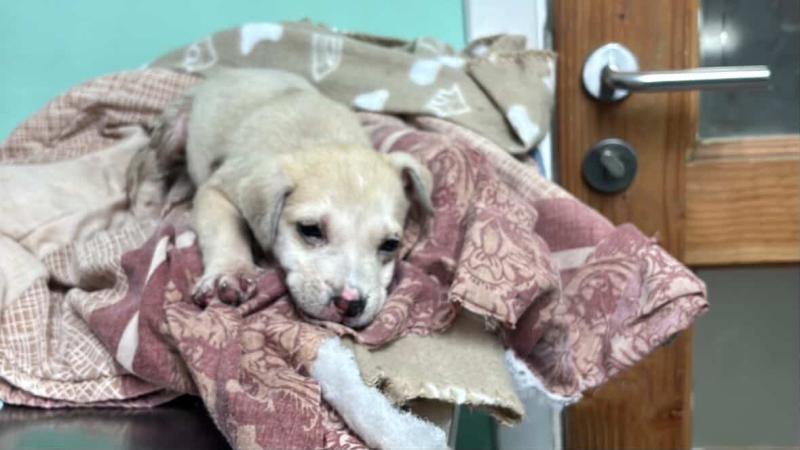 Cedida - Denuncian brutal caso de maltrato animal en Puerto Montt: cachorro habría sido quemado con agua hirviendo