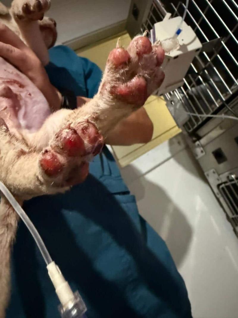 Cedida - Denuncian brutal caso de maltrato animal en Puerto Montt: cachorro habría sido quemado con agua hirviendo