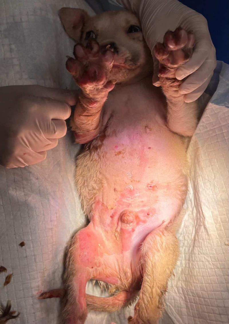 Cedida - Denuncian brutal caso de maltrato animal en Puerto Montt: cachorro habría sido quemado con agua hirviendo