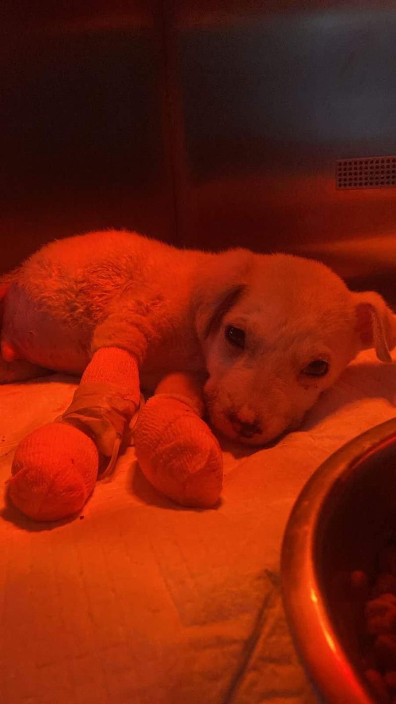 Cedida - Denuncian brutal caso de maltrato animal en Puerto Montt: cachorro habría sido quemado con agua hirviendo