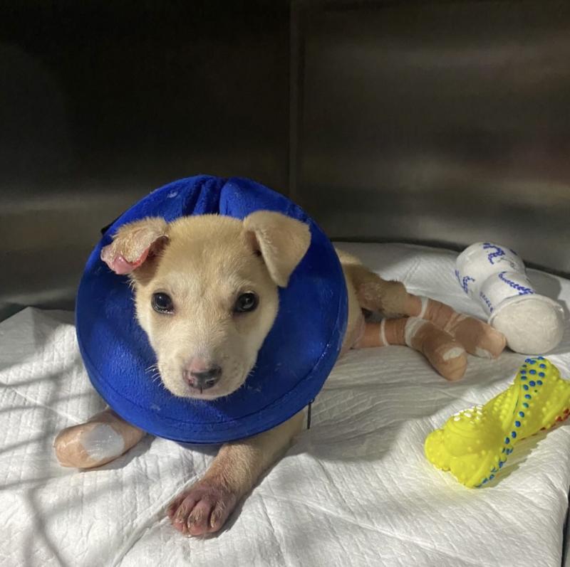 Cedida - Denuncian brutal caso de maltrato animal en Puerto Montt: cachorro habría sido quemado con agua hirviendo