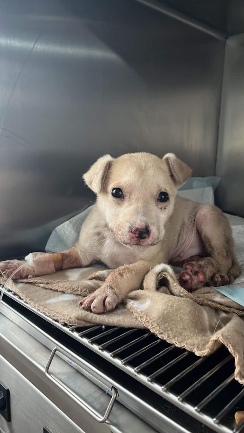 Cedida - Denuncian brutal caso de maltrato animal en Puerto Montt: cachorro habría sido quemado con agua hirviendo