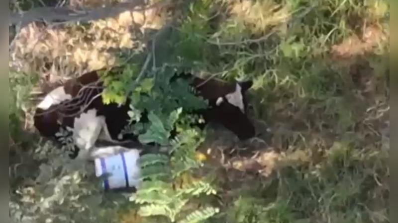 La Tarde es Nuestra - Toro