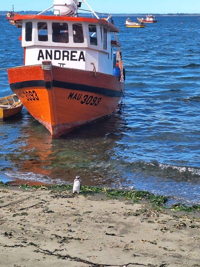 Rescate del pingüino - Cedida