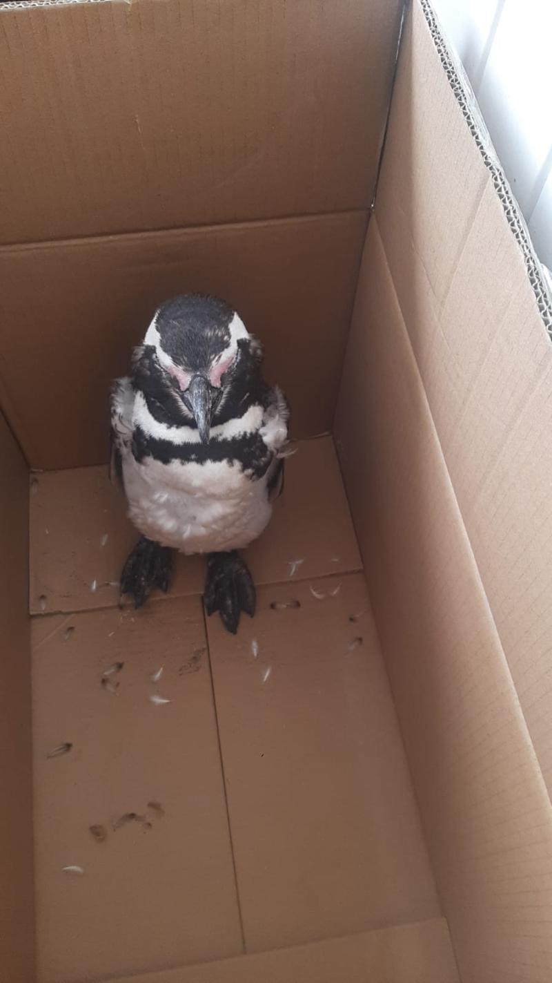 Rescate del pingüino - Cedida