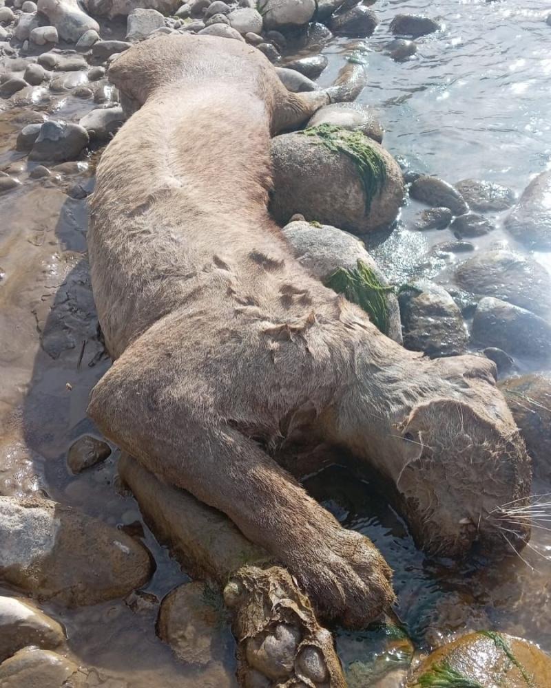 SAG recurre a Fiscalía por muerte de puma en San José de Maipo - Instagram @refugioanimalcascada