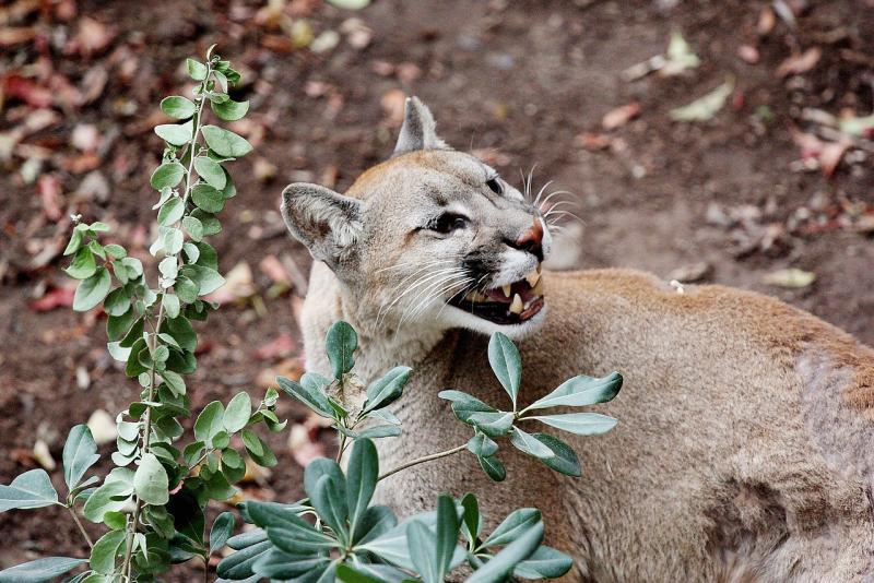 Agencia Uno - Imagen referencial de un puma