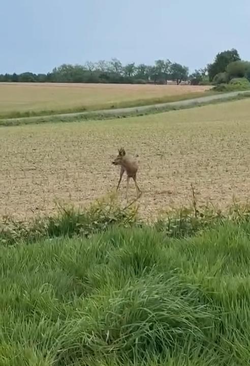 ¿Animales borrachos? Todo lo que se sabe sobre la alerta por ciervos con comportamiento extraño en Francia - Captura Gendarmerie de Saône et Loire