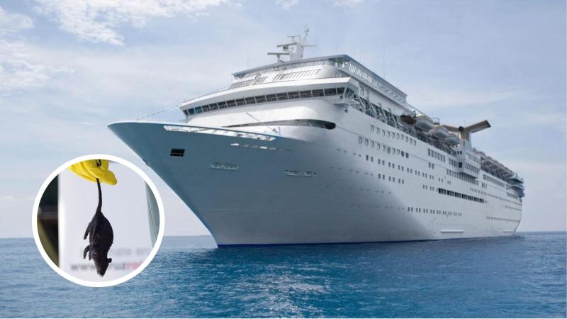 AFP/ Agencia Uno - “Todos la abrazaban”: pasajero del crucero MV Hondius recordó el momento con la viuda del primer fallecido por hantavirus