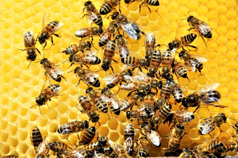Freepik - Mujer declarada culpable de lanzar abejas a policías: Intentó detener desalojo a anciano de 80 años