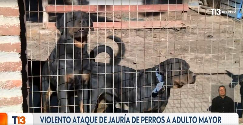 T13 - Ataque de jauría de Rottweiler en Valparaíso