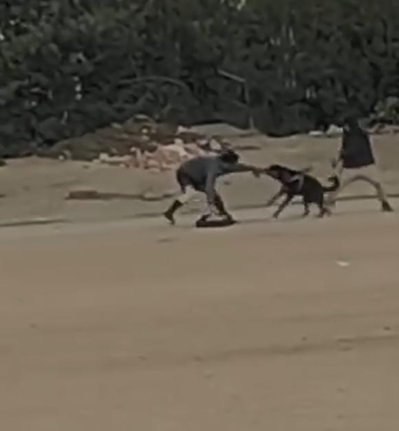Árbitro sufre brutal ataque de perro Rottweiler en partido amateur - T13
