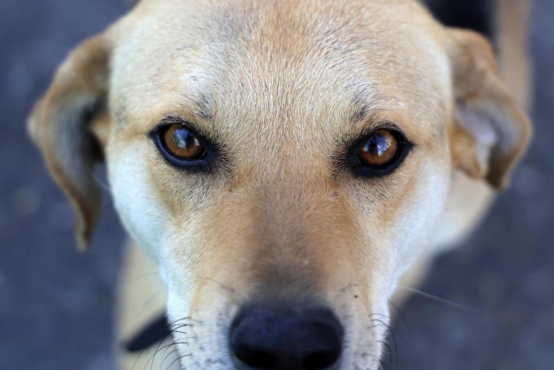 Aton - Referencial de perrito