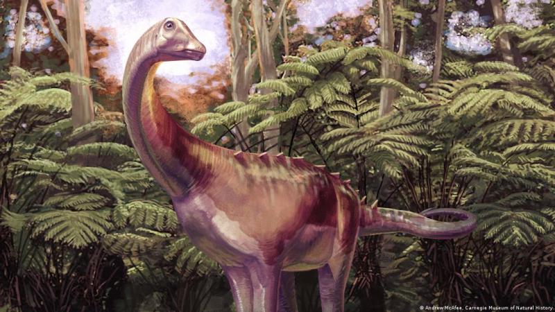 El fósil de dinosaurio fue identificado como un titanosaurio - Andrew McAfee, Carnegie Museum of Natural History
