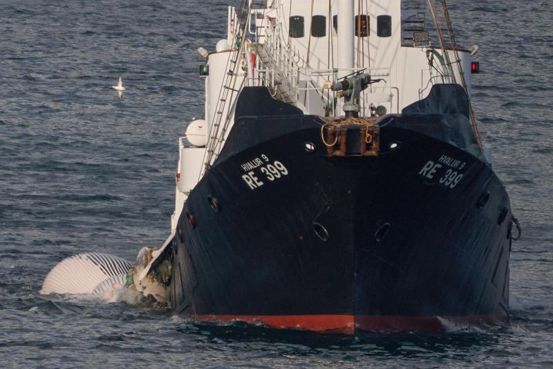El Hvalur 9 cazando ballenas en 2022 - AFP