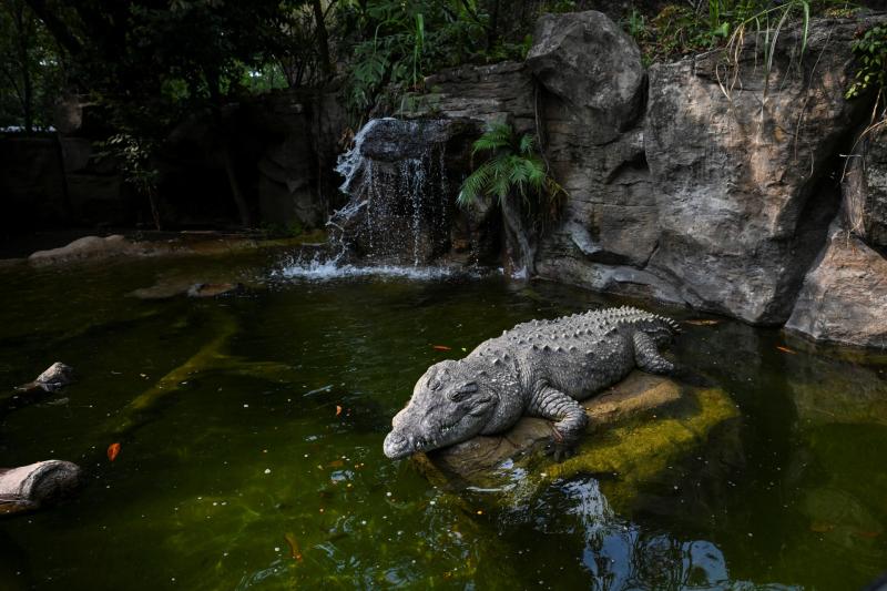 AFP (referencial) - Conmoción en Reino Unido: niño de 3 años en estado crítico tras ser arrojado al recinto de cocodrilos en un zoológico