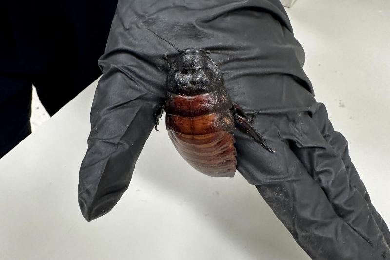 AFP - Australia incauta 100.000 cucarachas en redada contra criadero clandestino de insectos