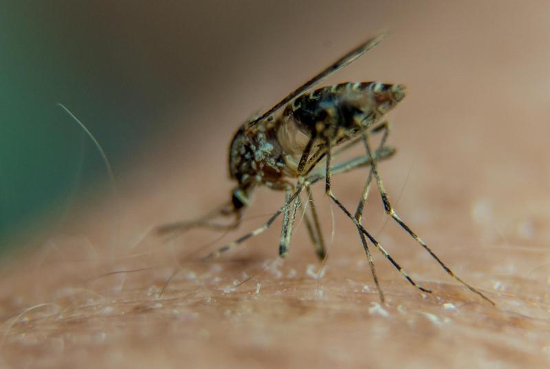 afp - ¿Por qué los mosquitos pican más a unas personas que a otras?