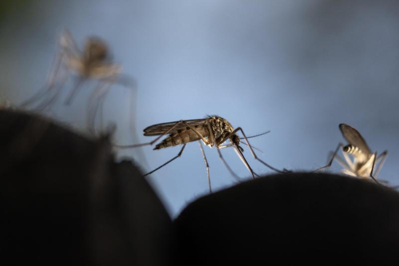 AFP - ¿Por qué los mosquitos pican más a unas personas que a otras?