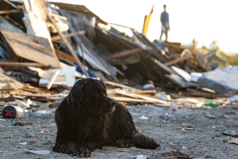 Agencia Uno (referencial) - CGR detecta riesgo de uso indebido de fondos públicos destinados a protección de mascotas