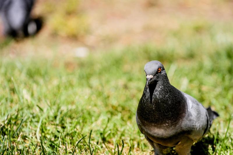Agencia Uno - Multas de hasta 1 UTM: Municipalidad de Concepción prohíbe alimentar palomas en espacios públicos