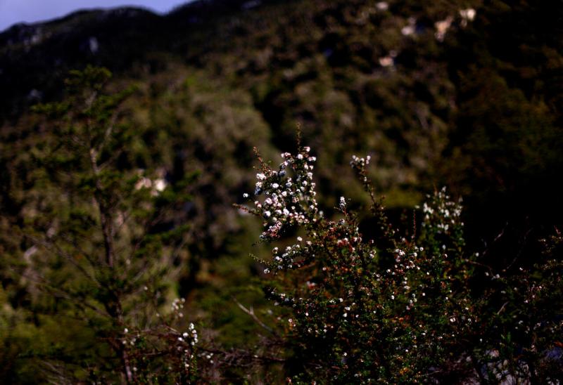 Agencia UNO referencial - Revisa el listado de las nuevas 16 plantas tóxicas en Chile