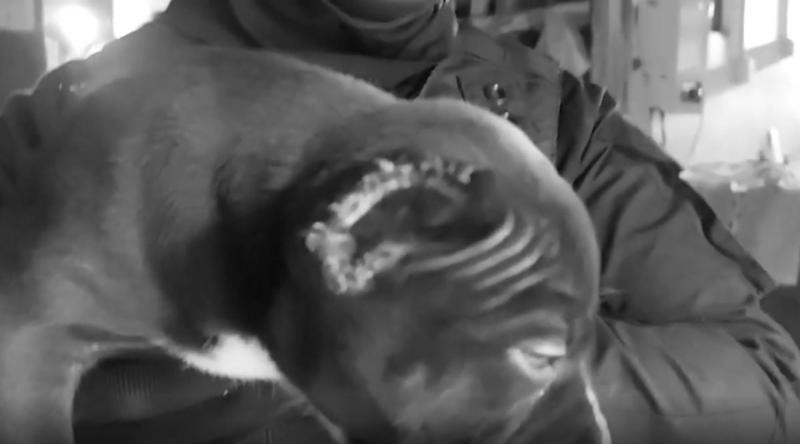 PDI - Detienen por maltrato animal y ejercicio ilegal de profesión a hombre en Huechuraba: encontraron cachorro con orejas cortadas